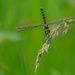 Common Baskettail Dragonfly by rminer