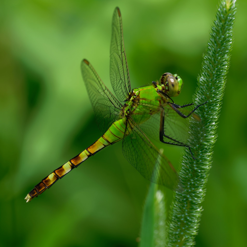 Eastern Pondhawk by rminer