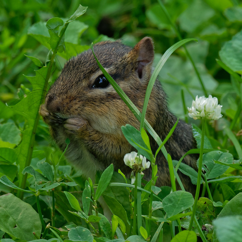 chipmunk and clover by rminer