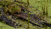 29th Jun 2019 - frog on a plank