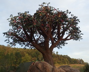 25th Jun 2019 - Butterfly Tree