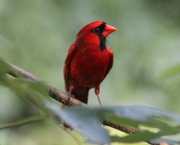 28th Jun 2019 - Red Bird