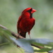 Red Bird by cjwhite