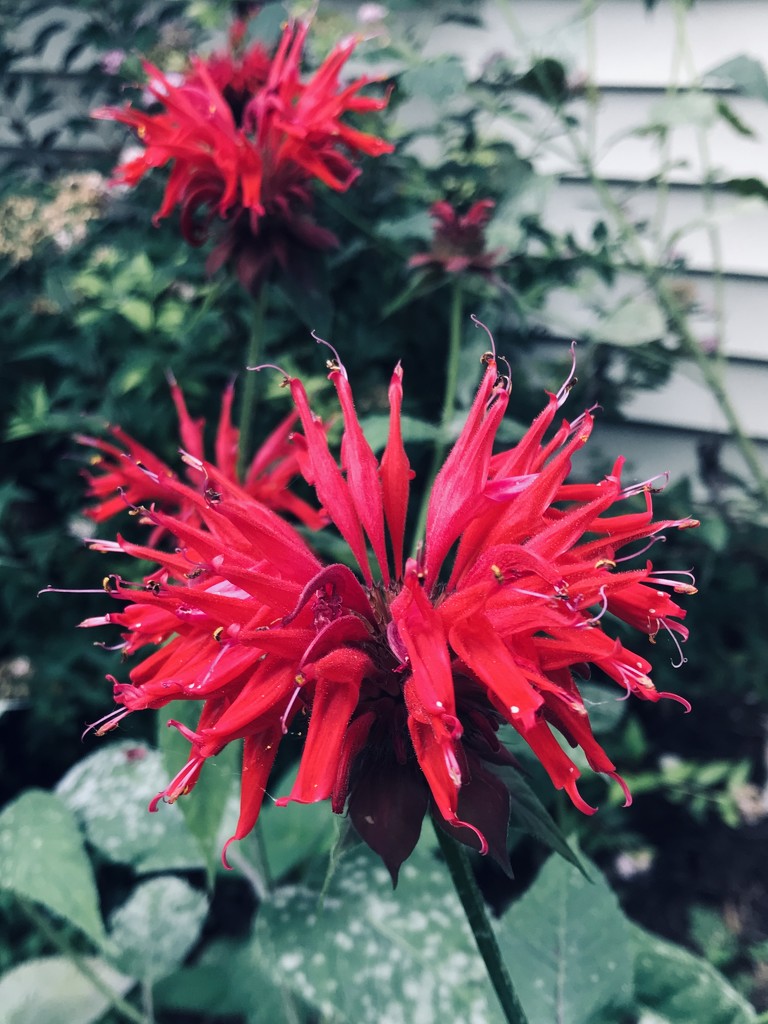 The Fabulously Funky Bee Balm by beckyk365