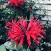 The Fabulously Funky Bee Balm by beckyk365
