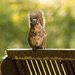 Mr Squirrel, Posing for his Picuture! by rickster549