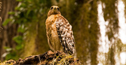29th Jun 2019 - My Favorite Hawk, Checking out the Surroundings!