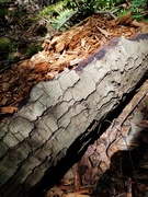 29th Jun 2019 - Fallen Tree in the Forest