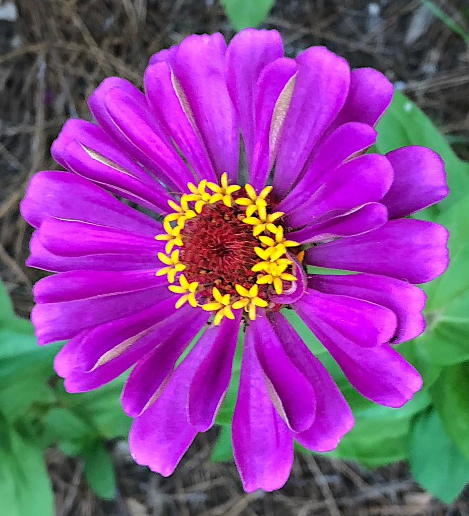 A brilliant purple zinnia, one of my very favorite flowers. by congaree