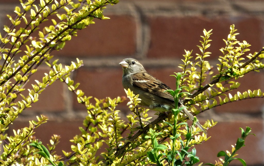 Sparrow .  by beryl