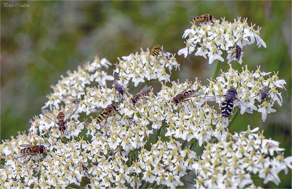 Hoverflies by pcoulson