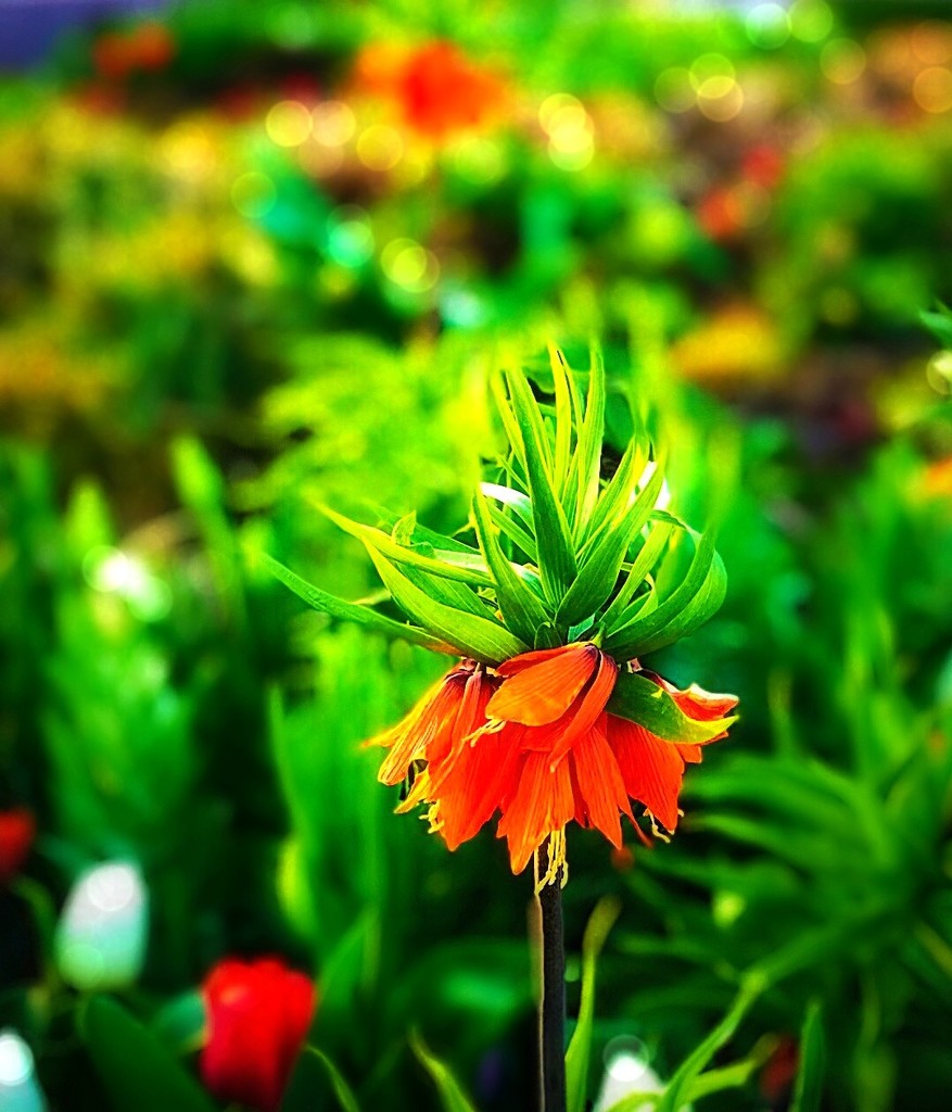 Minds Are Like Flowers by gardenfolk