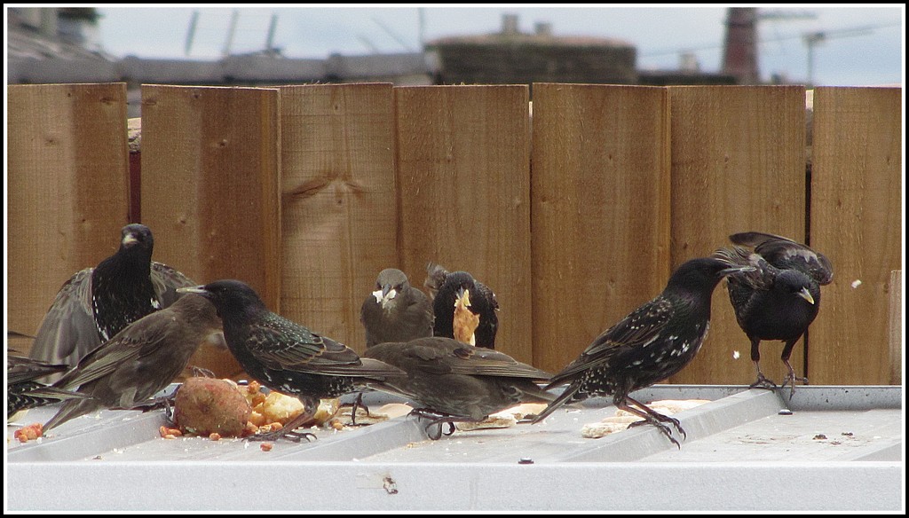 Starling banquet on a garage tin roof. by grace55