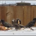 Starling banquet on a garage tin roof. by grace55