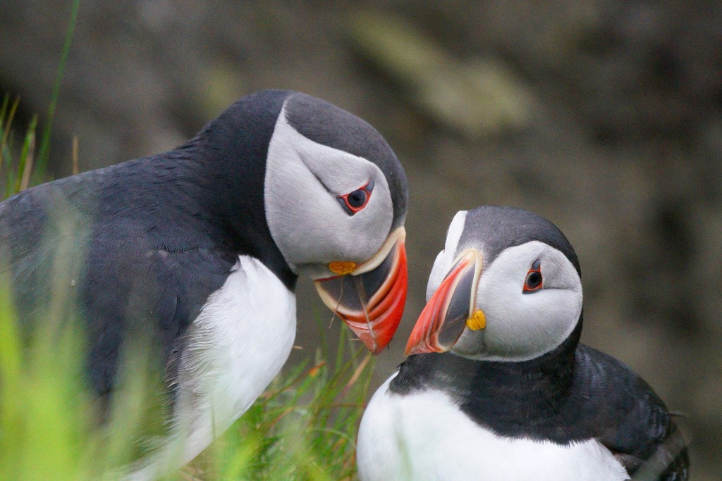 PUFFIN PARTNERS  by markp