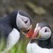 PUFFIN PARTNERS  by markp