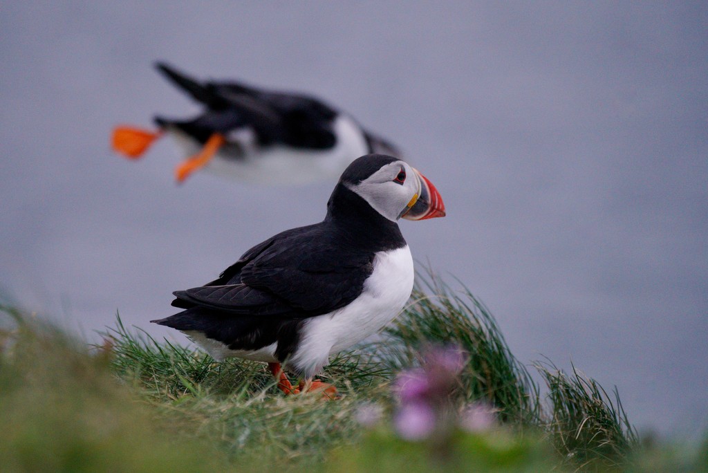 PASSIN' PUFFIN by markp