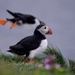 PASSIN' PUFFIN by markp