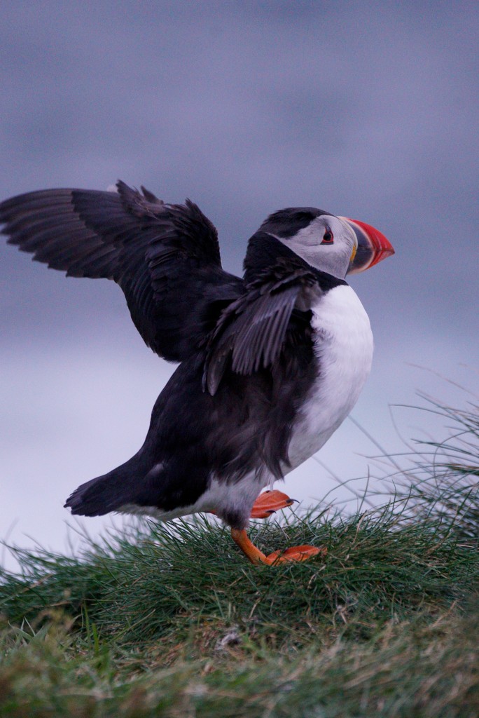 UNSETTLED PUFFIN by markp