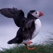 UNSETTLED PUFFIN by markp