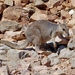 Short-eared rock wallaby by judithdeacon
