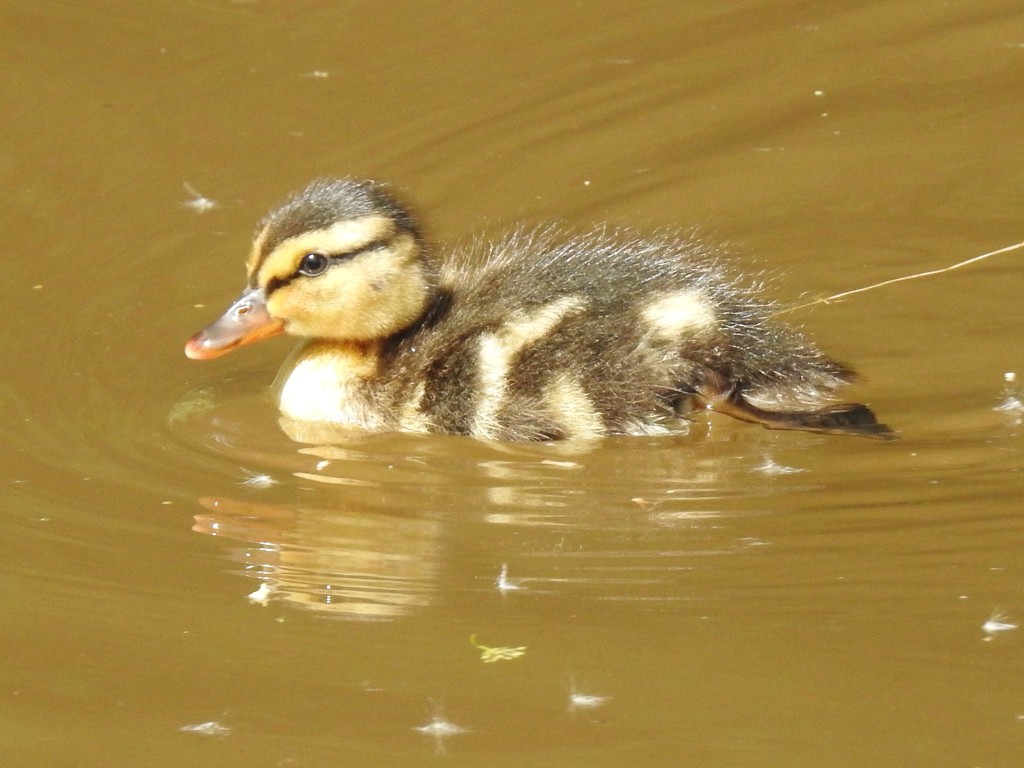 Lone Duckling on the Brecon and Monmouth Canal by susiemc