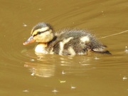 15th May 2019 - Lone Duckling on the Brecon and Monmouth Canal