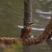 Juvenile Kingfisher.......... by ziggy77