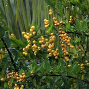 1st Jul 2019 - Raindrops On Yellow Berries ~      