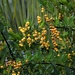 Raindrops On Yellow Berries ~       by happysnaps