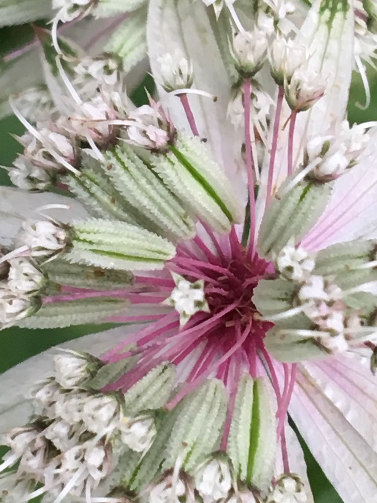 Astrantia Flower  by cataylor41