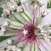 Astrantia Flower  by cataylor41