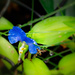 tiny blue flower with a surprise by jernst1779