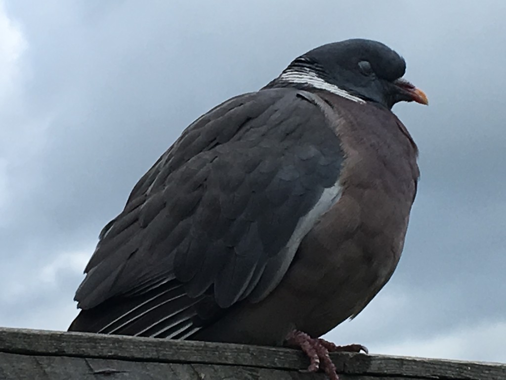 Fat Pigeon by cataylor41