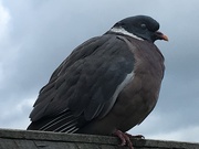 16th Jun 2019 - Fat Pigeon