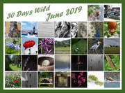 30th Jun 2019 - 30 Days Wild in June 2019