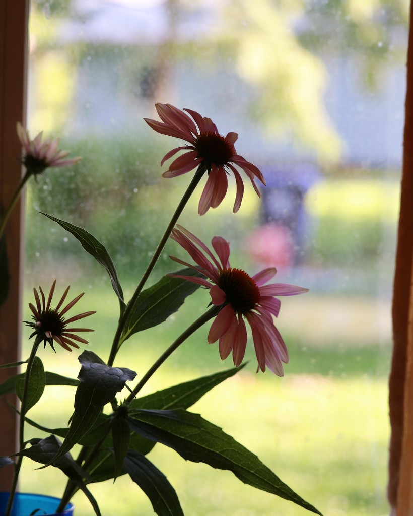 June 30: Cone Flowers by daisymiller