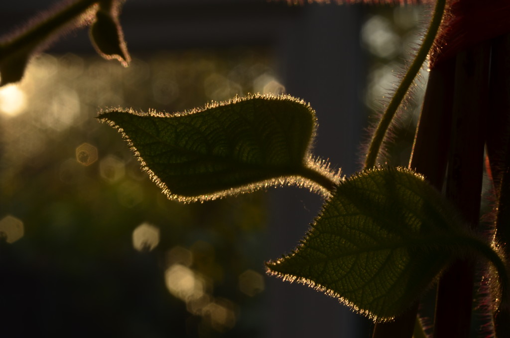 Nature's Light Painting by fbailey