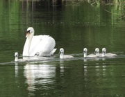 9th Jun 2019 - Swan Family - Visiting Iremongers Pond