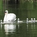 Swan Family - Visiting Iremongers Pond by oldjosh