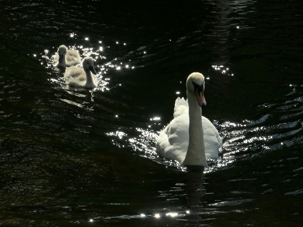 Sparkling Cygnets by gaf005