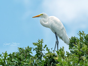 30th Jun 2019 - Great White Egret