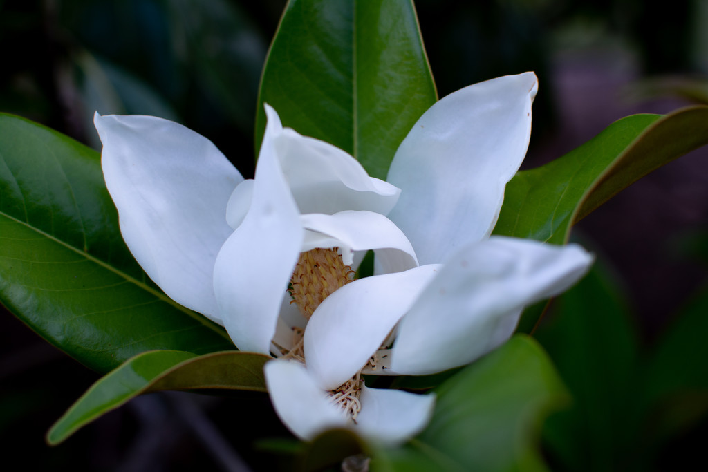 Blooming Magnolia by thewatersphotos