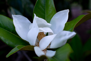 30th Jun 2019 - Blooming Magnolia