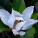 Blooming Magnolia by thewatersphotos