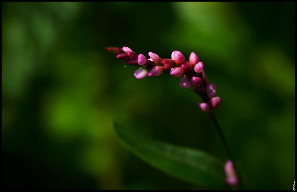 More flowers by ramr