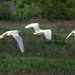 Cattle Egrets by lynne5477