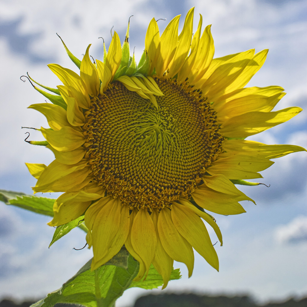 Sunflower Field by eudora