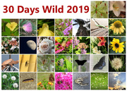 1st Jul 2019 - A Wild Month