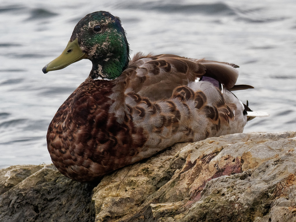 mallard by rminer